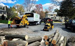 Professional Tree Care in Crystal Falls, MI